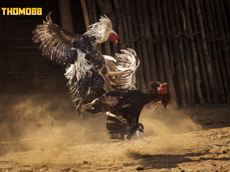 Các đòn đá quan trọng khi thi đấu