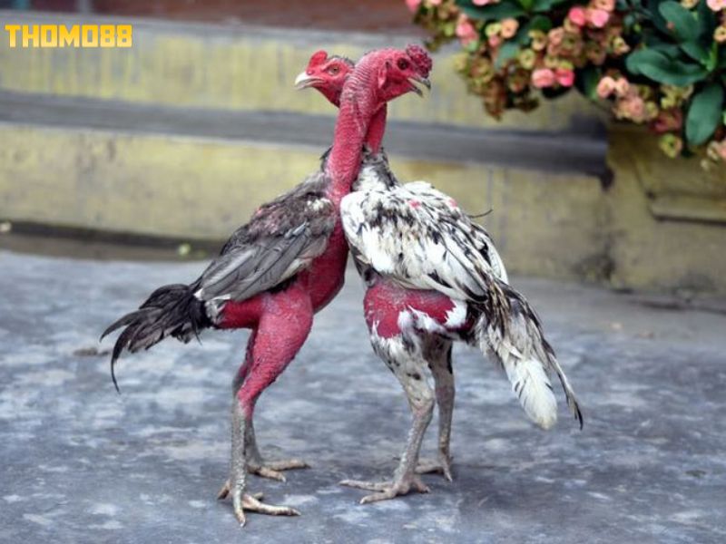 Chế độ luyện tập cho gà chọi