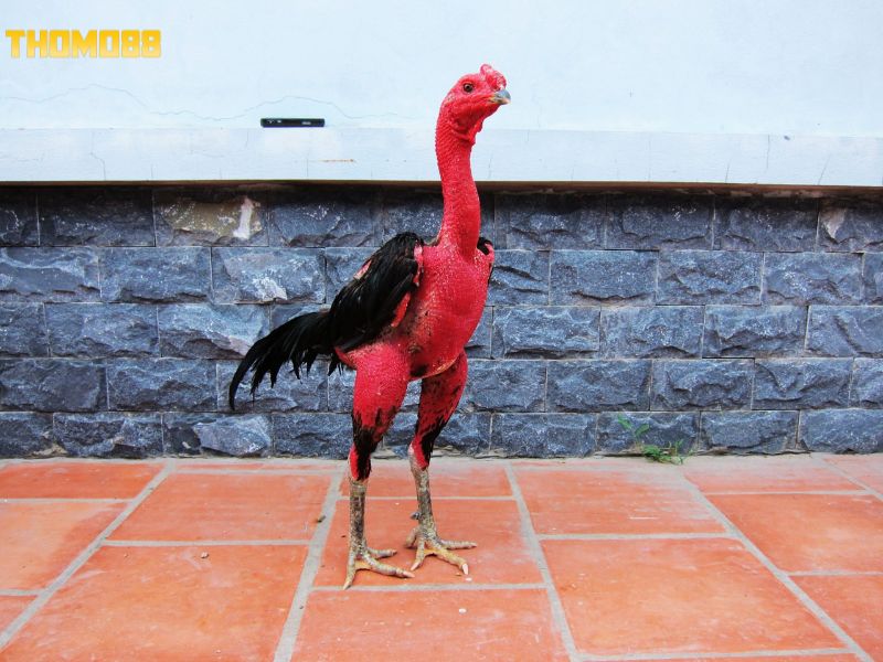 Chọn giống chiến kê để ghép gà