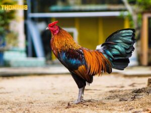 Chú ý đến yếu tố giống gà chiến