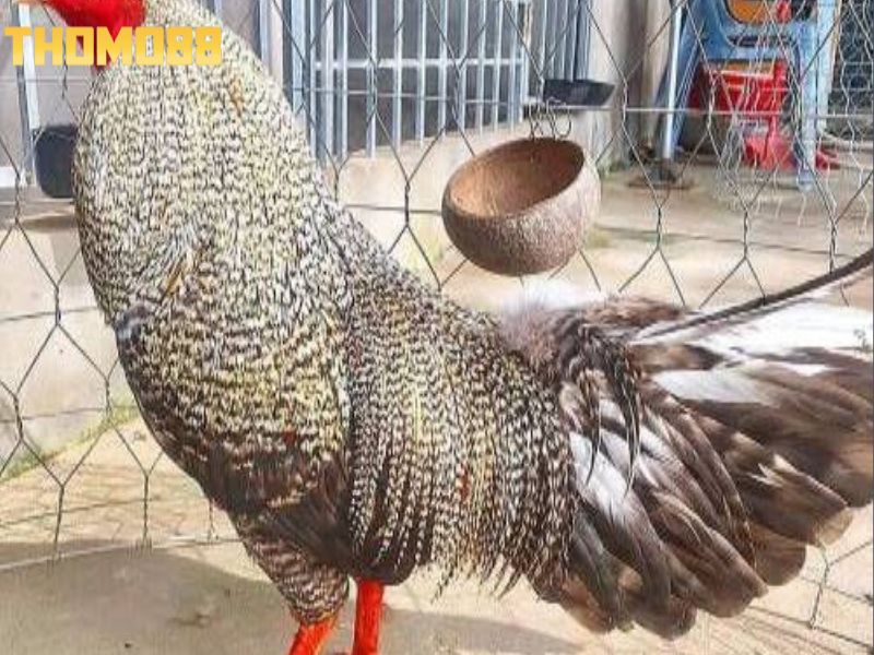 Gà cú cần xác định mệnh dựa vào màu sắc lông