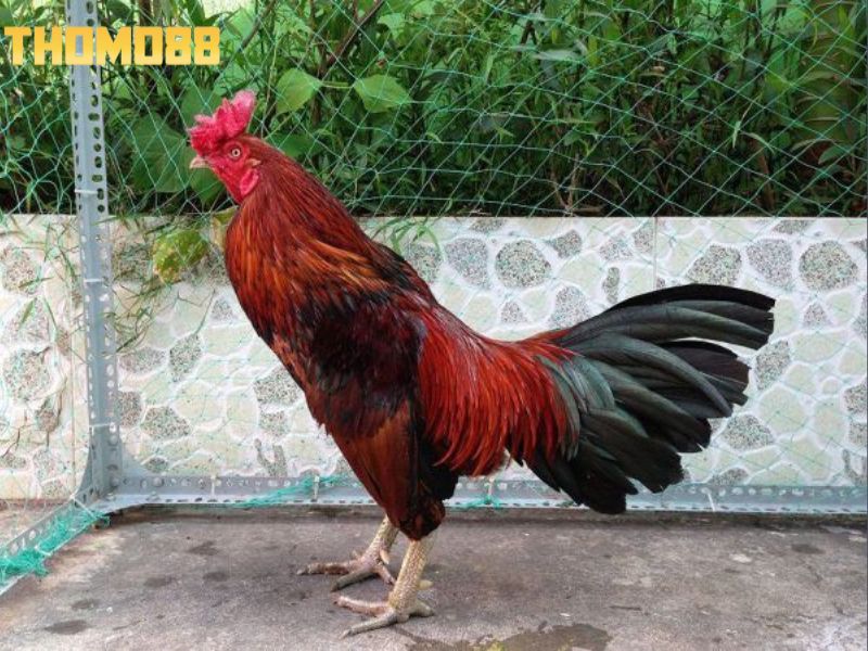 Gà điều có màu sắc sặc sỡ, nổi bật và được yêu thích