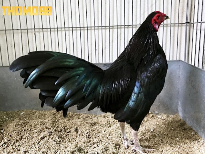 Gà ô lông với bộ lông màu đen tuyền hoặc có ánh kim