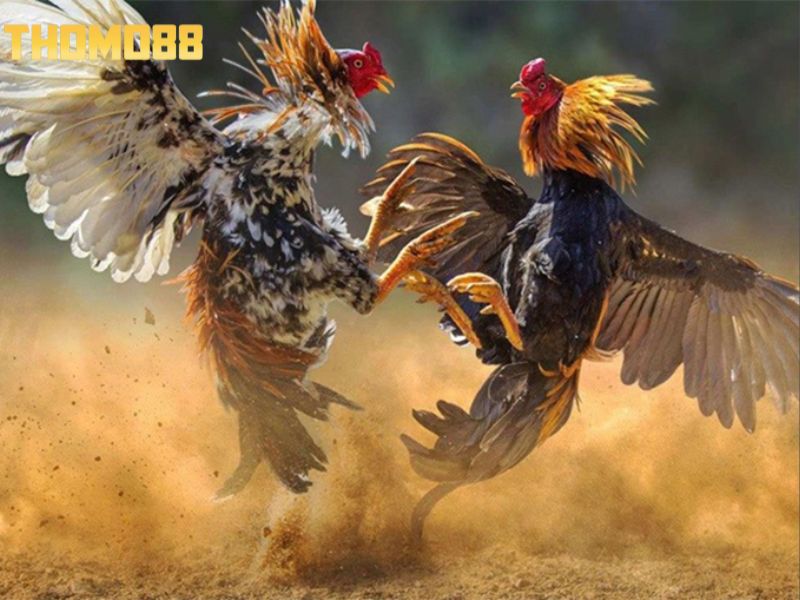 Nhận biết qua khả năng chịu đòn của từng chiến kê
