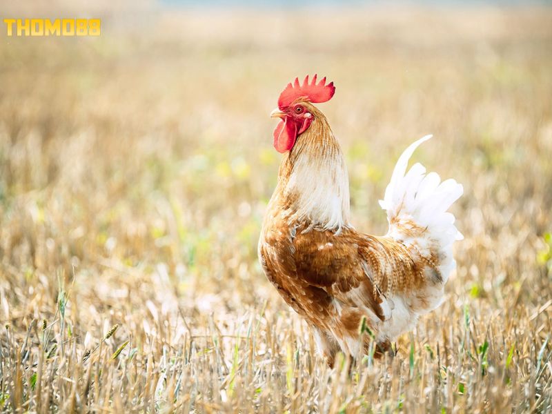 Luật chơi cơ bản cần nắm rõ