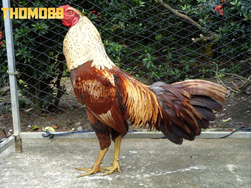 Yếu tố màu lông chỉ nên tham khảo chứ không nên quá coi trọng