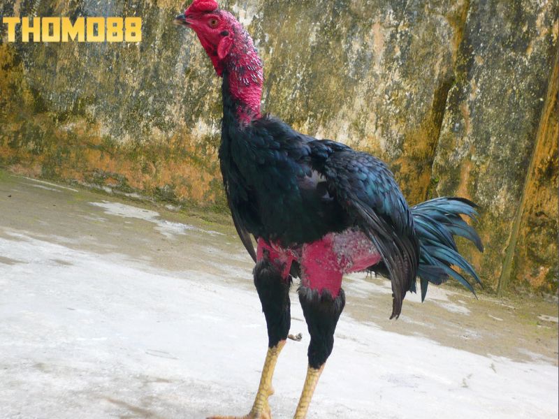 Cần nhận biết gà đá hay không qua vóc dáng của chúng