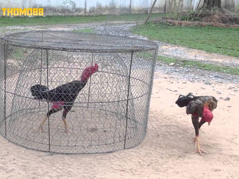 Phương pháp chạy lồng rèn luyện thể lực