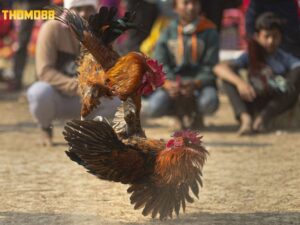 Tìm hiểu chung về đá gà là gì?